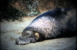 Thumbnail Elephant Seal Ano Nuevo CA