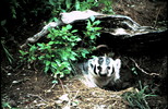 Thumbnail Badger Montana