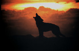 Thumbnail Wolf Howling at Sunset Mexico