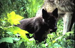 Thumbnail Wolf Cub Montana