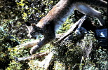 Thumbnail Lynx Jumping Montana