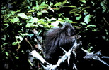 Thumbnail Baby Porcupine Montana