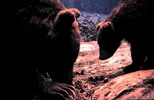Thumbnail Mother Bear and Cub Russia