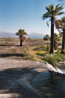 Product picture Lake Mead Palm Oasis