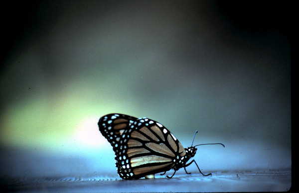 Product picture Monarch Butterfly Santa Cruz CA