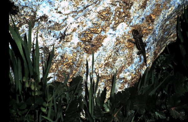 Product picture Lizard on Rock Santa Cruz CA