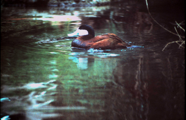 Product picture Duck with Blue Bill