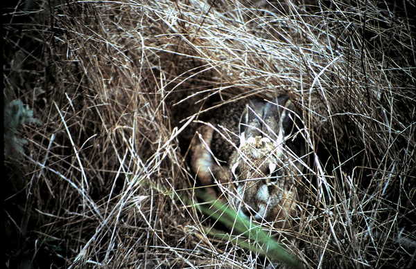 Product picture Rabbit, Point Reyes CA