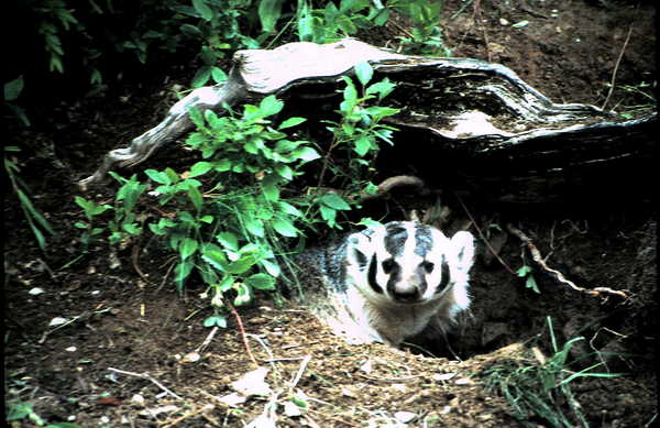 Product picture Badger Montana