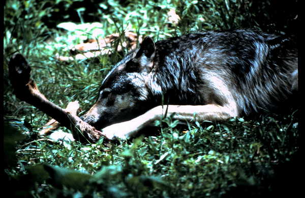 Product picture Wolf with Elk Bone Montana