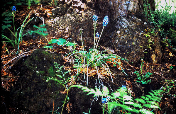Product picture Banana Slug Santa Cruz CA