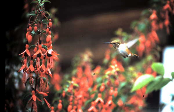 Product picture Hummingbird and Bleeding Heart Flowers Sebastopol CA