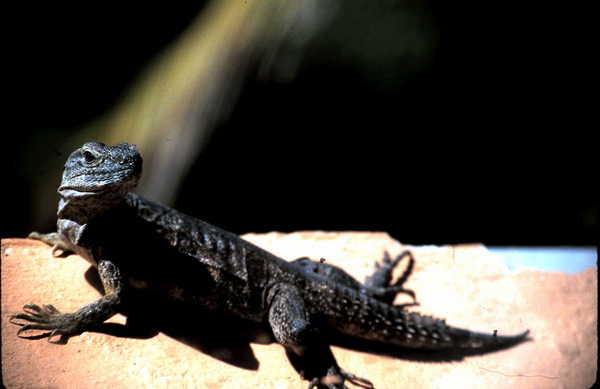Product picture Iguana Mazatlan Mexico