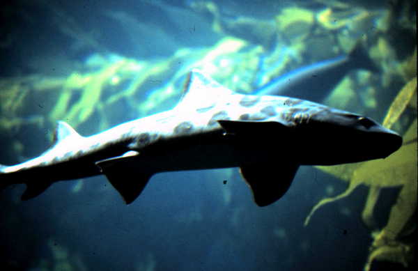 Product picture Leopard Shark, Monterey, CA