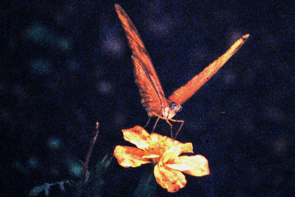 Product picture Butterfly and Flower orange