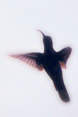 Product picture Hummingbird Silhouette